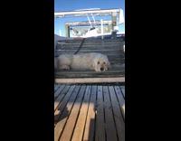 White dog ride relax wooden swing port   