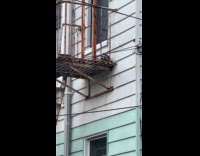 Raccoon sleeps comfortably at fire escape