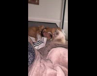 Girl laying in bed with two cats around 