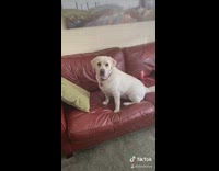 Golden retriever shower cap counter compilation 