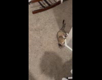 Lazy cat crawls and roll on floor