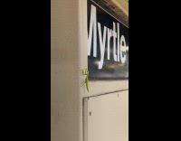 Large green praying mantis at train station