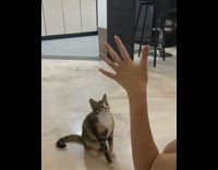 Lady Plays with Cat and Flicks Rubber Band Away