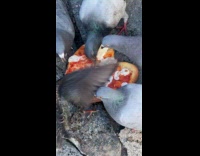 Pigeons eat heart shaped pizza on street