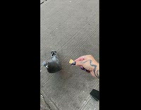 Pigeon takes chip from government 