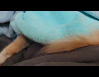 Cat stares at owner ask for attention