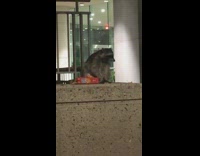 Collab BitchMP - Raccoon with entire red bag of cookies 