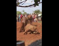 Elephants playing orange brown dirt dust 