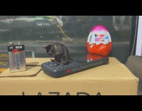Small cat CGI sit on phone kinder joy