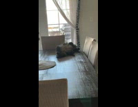 Lady Gets Mad over Cat on Table