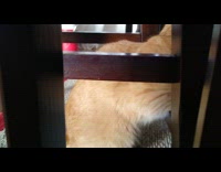 Orange cat under chair lean on frame