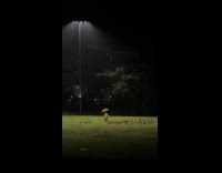 Man yellow umbrella feed goose park night