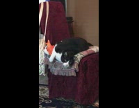 black and white cat on red chair