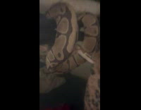Snake wrapped around the double deck bed