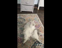 Grey cat laying on rug sits up 