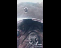 Collab BitchMP - Black dog put in bubble for biting 