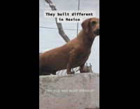 Collab Clips mpugc - Small brown dog barking on top of roof aggressive