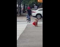 Dog carry traffic cone follow man on bike