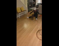 Puppy slide floor go back to girl