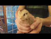 Guy holds moves baby chicken gyroscopic head 