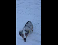 Dog wearing yellow bandana sits on snow 