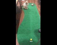 Light Brown Cat Plays Mini Golf with Paw