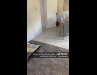 Dog comes running when it hears airpods case 