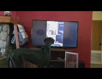 Large black dog also watch DDOI videos