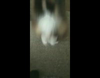 Munchkin cat sits upright on hind legs 