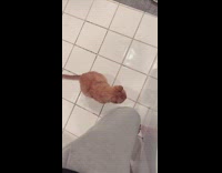 Cat taps on womans leg waiting for food
