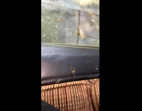 Small bug with long legs 