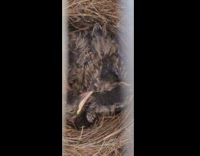 Mother bird feeds baby birds and eats their poop