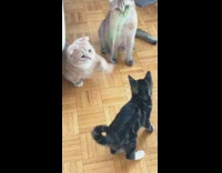 Three cats play with feather toy stick 