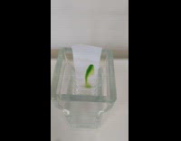 Time Lapse video of concentrated chlorophyll on a glass 