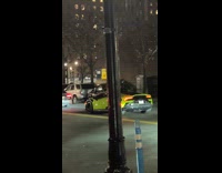 Green sports car carries tree on roof