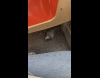 Pigeon bird ride the train orange seats