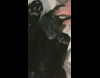 Compilation of black cat around house 