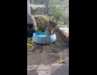 Dog wont let anyone go into its pool
