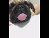 Pug dog sleeps snores with tongue out 