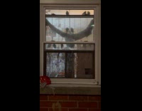 House filled with parakeets stands on window