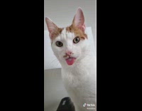 Girl asks whats between cats ears