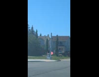 Submitter shows wild deer cross the road