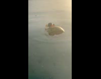 Crabs Stands Still on Top of Coconut