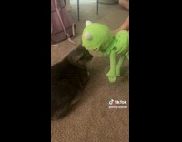 Kermit toy petting grey cat on floor 