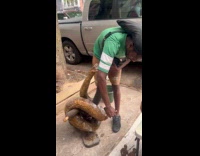 Man brushes snake taxidermy on the sidewalk