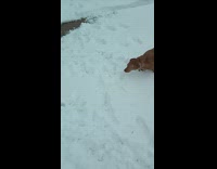 Dog runs around loves to play snow