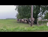 Cows huddle under tree rain  car guy 