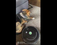 Roomba runs into dog while it sleeps
