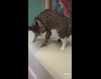 Brown cat arches back and walks sideways towards camera