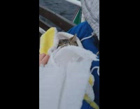 Pet cat covered in blanket on the cruise ship